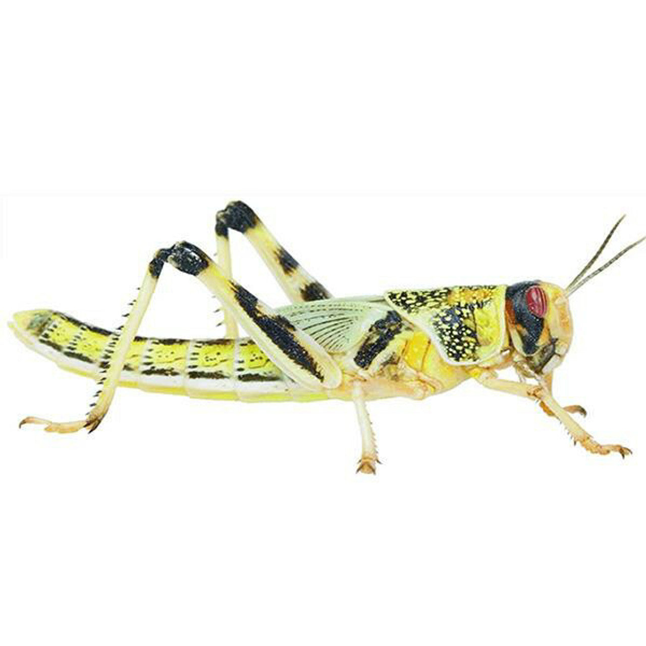 Care Guide: Selecting the Right Feeder Insects for Your Reptile