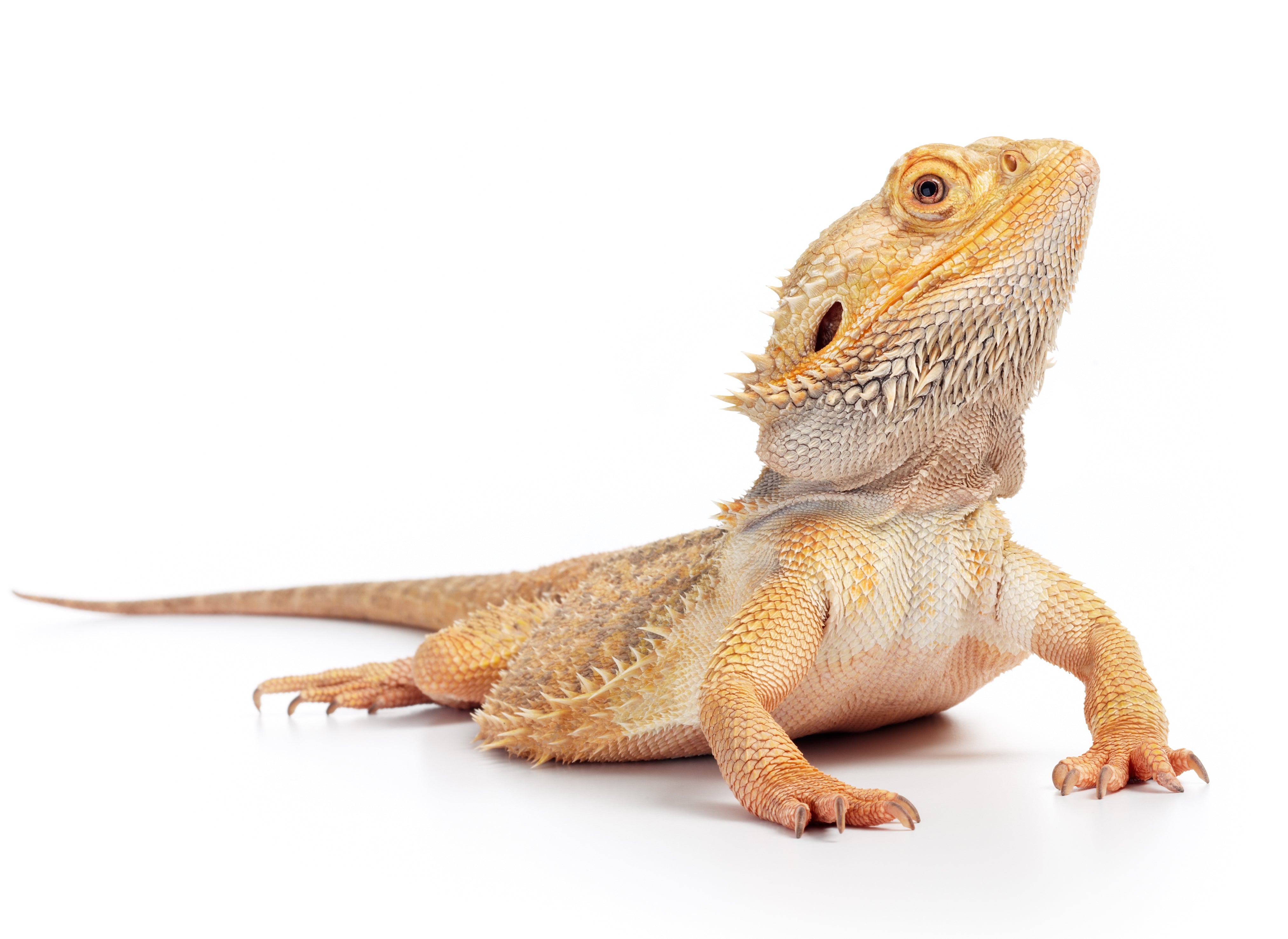 Bearded Dragon Care Guide