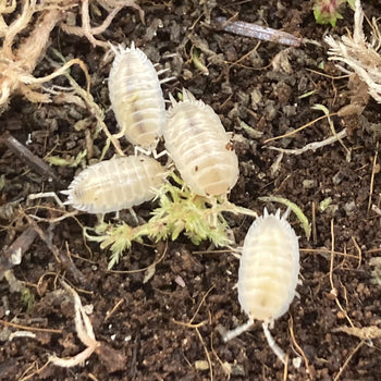 Isopods