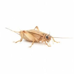 Collection image for: Crickets