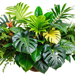 Collection image for: Live Plants