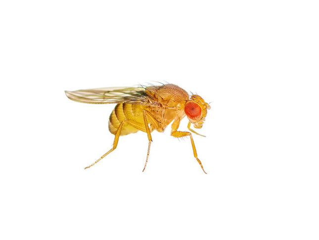 Flightless Golden Fruit Fly Culture (D.melanogaster)