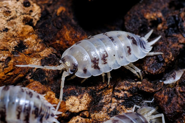 Dairy Cow Woodlice (Porcellio laevis) Pre-pack