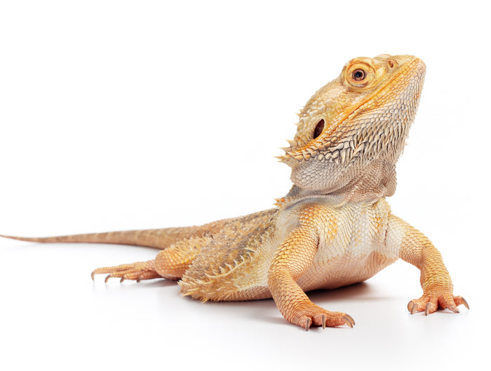 <h2>Bearded Dragon Care Guide</h2>