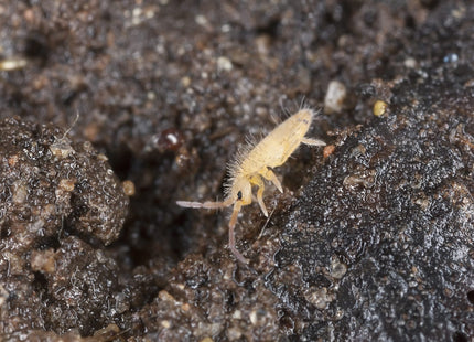 Springtails