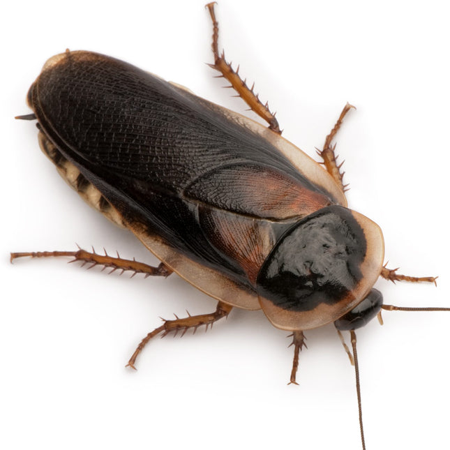 Dubia Roach