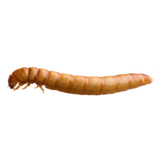 Mealworm