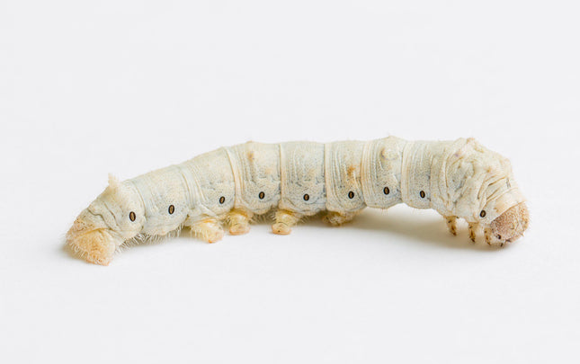 Silkworm