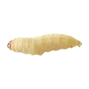 Waxworm